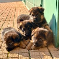 Cuccioli di pastore tedesco