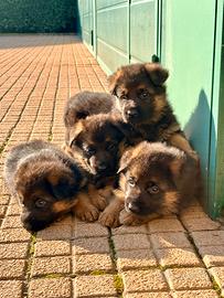 Cuccioli di pastore tedesco