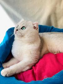 Scottish Accoppiamento/monta