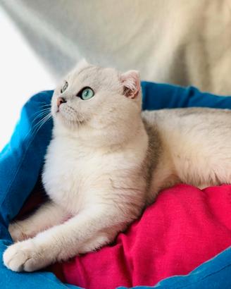 Scottish Accoppiamento/monta