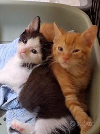 Gattino rosso e fratellino