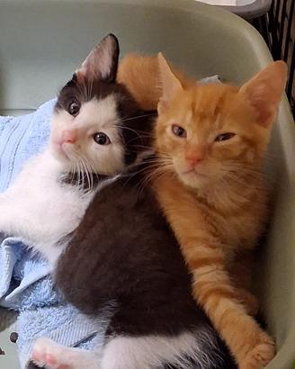 Gattino rosso e fratellino