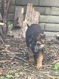 Cagnolina pastore tedesco