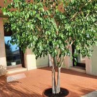 Ficus benjamin h 220 cm con vaso