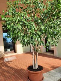 Ficus benjamin h 220 cm con vaso