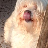 Maltese per accoppiamento