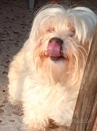 Maltese per accoppiamento