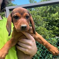 Cane cucciola di Alpenlaendische Dachsbracke