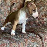 Cuccioli Bull Terrier standard