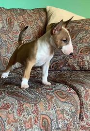 Cuccioli Bull Terrier standard