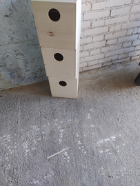 Nidi x calopsite e kakariki