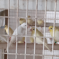 Canarini gialli e bianchi novelli