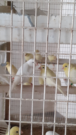 Canarini gialli e bianchi novelli