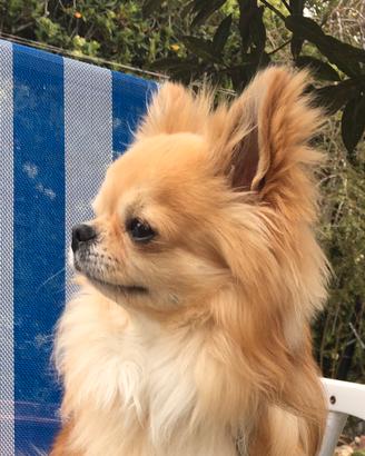 Chihuahua per monte