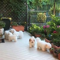 Femmina Coton de Tulear con Pedigree