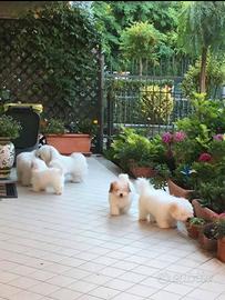 Femmina Coton de Tulear con Pedigree