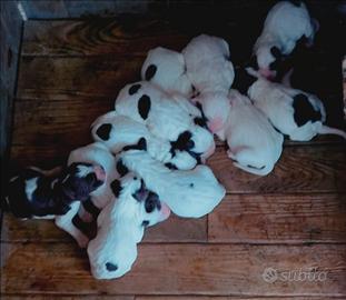 Cuccioli setter inglese alta genealogia