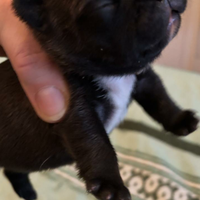 Cuccioli Bouledogue Francese con Pedigree ENCI