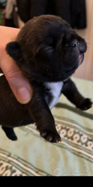Cuccioli Bouledogue Francese con Pedigree ENCI