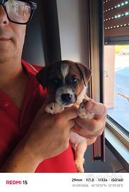 Jack Russell broken