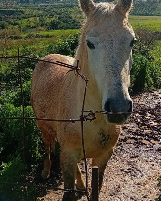 Puledro anglo arabo