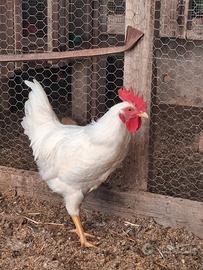 Gallo bianco
