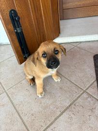 Cuccioli di cane