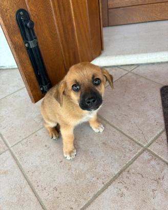 Cuccioli di cane