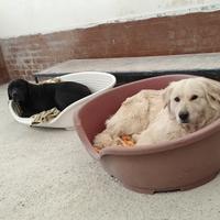 Simil Labrador nera , simil golden bianca