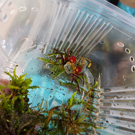 Geosesarma: granchi vampiro paludari