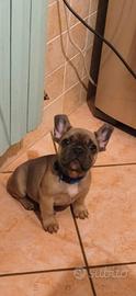 Cucciolo bulldog francese