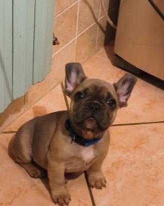 Cucciolo bulldog francese