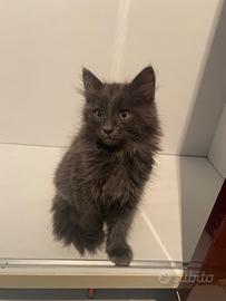 Cucciolo Nebelung Blu di Russia a pelo lungo