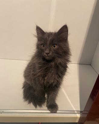 Cucciolo Nebelung Blu di Russia a pelo lungo