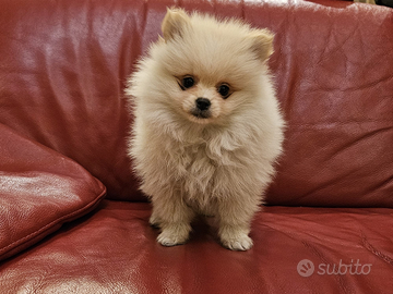 Volpino della Pomerania con pedigree