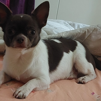 Chiwawa toy stallone