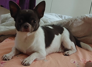 Chiwawa toy stallone