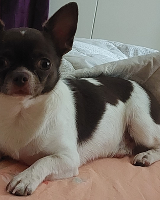 Chiwawa toy stallone
