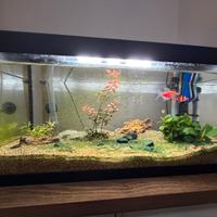 Acquario 50 litri