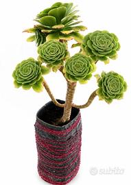Splendido Aeonium arboreum adulto, con 9 rosette