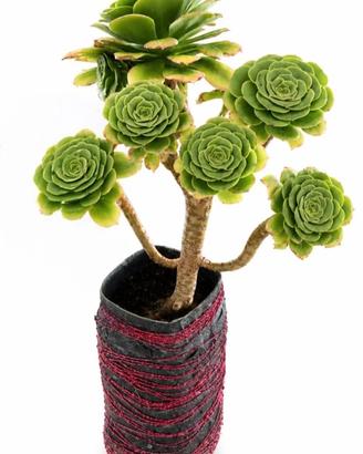 Splendido Aeonium arboreum adulto, con 9 rosette