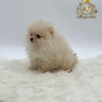 Dolcissimo cucciolo Spitz di Pomerania