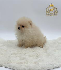Dolcissimo cucciolo Spitz di Pomerania