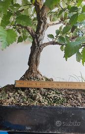 Bonsai olmo campestre