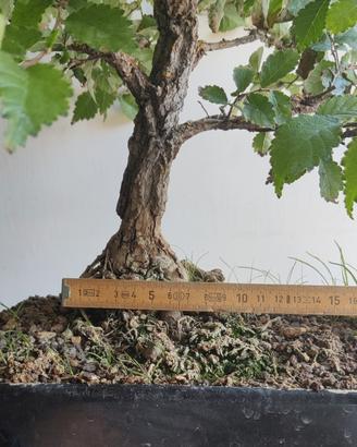Bonsai olmo campestre