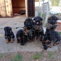 Cuccioli pastore tedesco