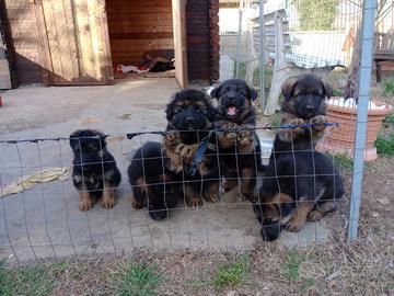 Cuccioli pastore tedesco