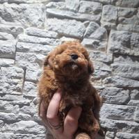 Cucciolo barboncino toy red