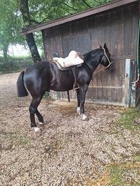 Cavallo