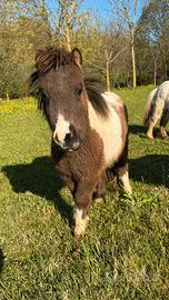Mini pony